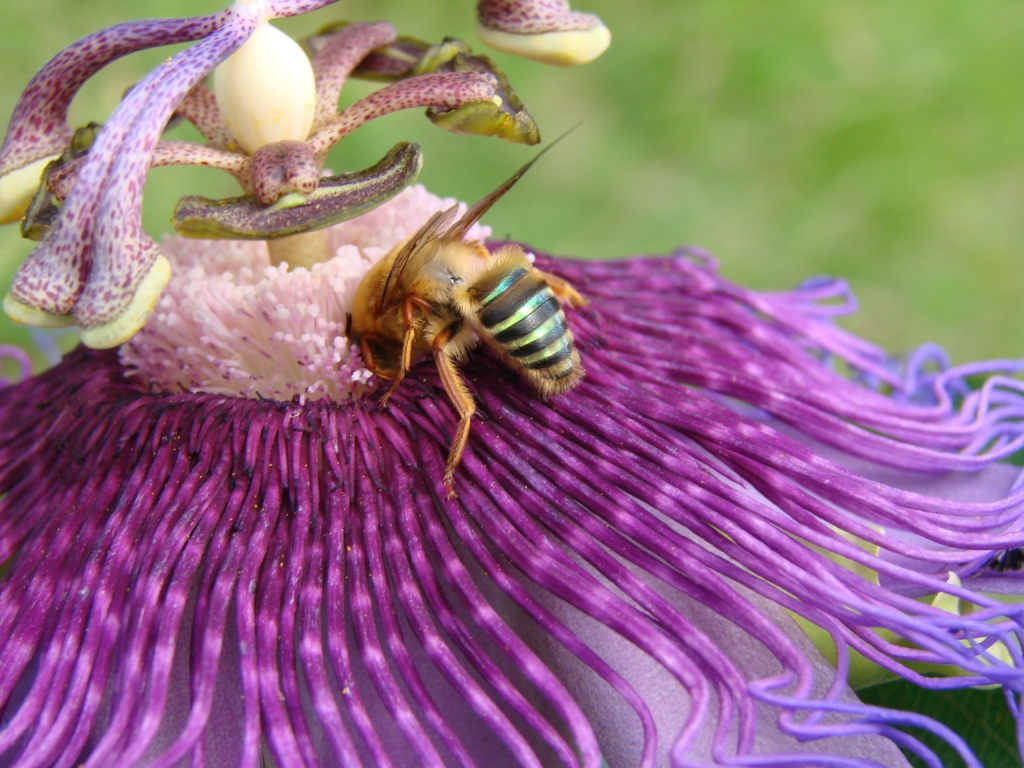 Passiflora incarnata